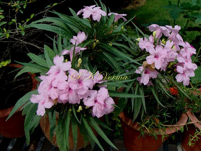  Plant